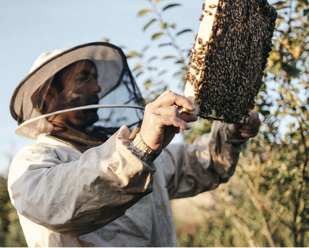 photo apiculteur